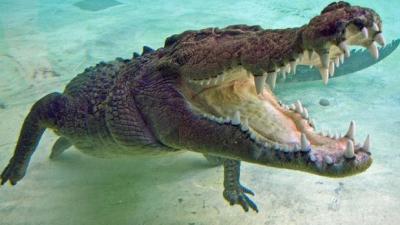 North QLD Pollies Admit There’s Sweet FA They Can Do About Rampant Crocs