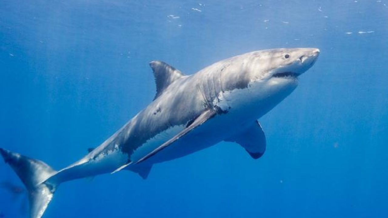 20 Sharks Spotted On VIC Coast, Experts Say That’s “Sharkier” Than Usual