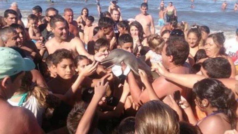 Fuckwit Tourists Have Selfie’d Yet Another Poor Baby Dolphin To Death