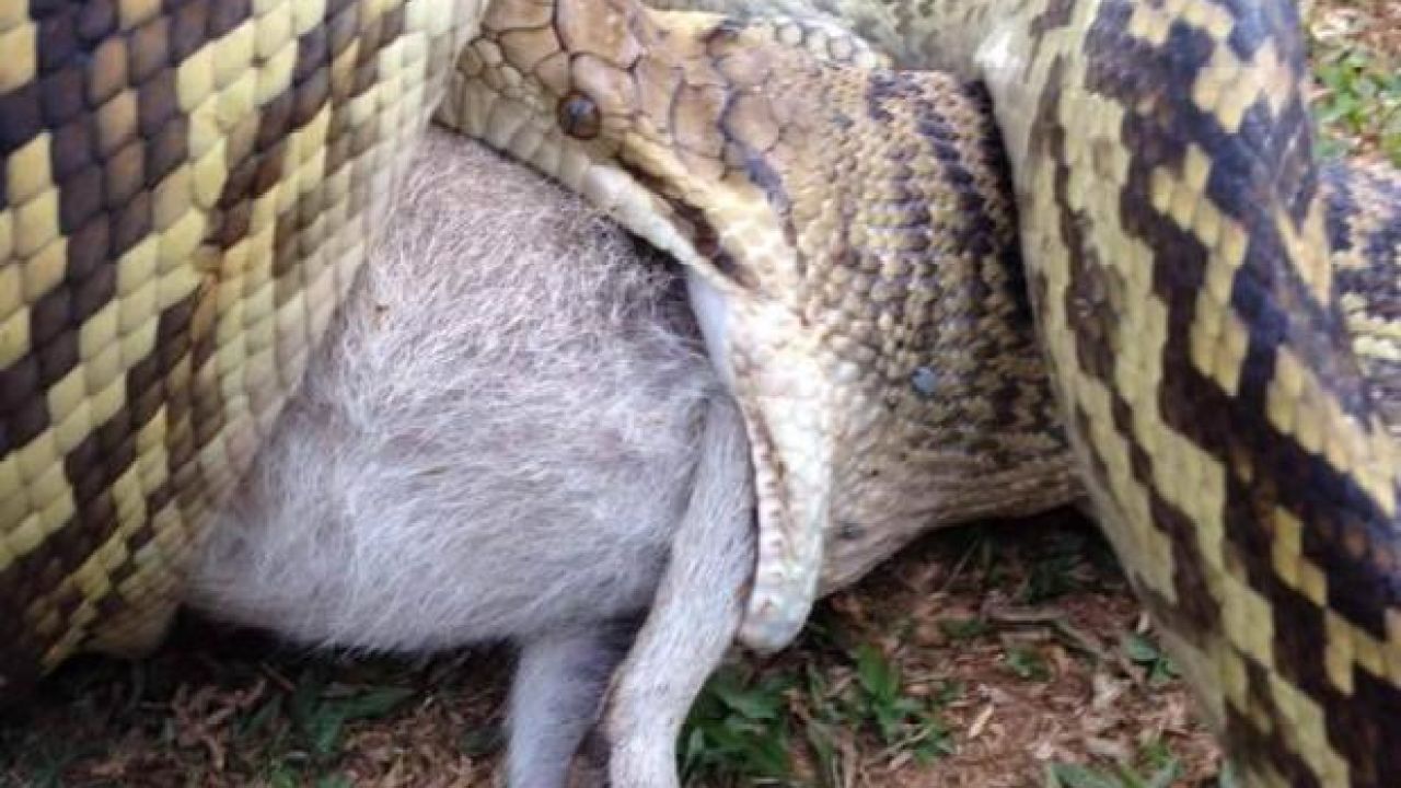 Australia Remains Completely Cooked in 2017 As Snake Inhales Entire Wallaby