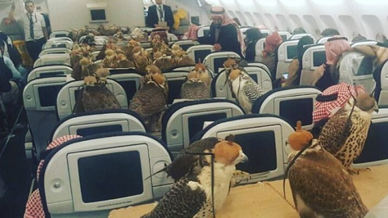 You Might Be Wondering Why There Are 80 Hawks In This Economy Cabin