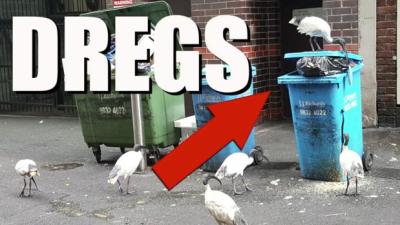 WATCH: Our Bin-Loving Friend The Ibis Finally Gets The Anthem It Deserves