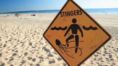 Three Cairns Beaches Closed After Lifesavers Find Deadly Jellyfish In Nets