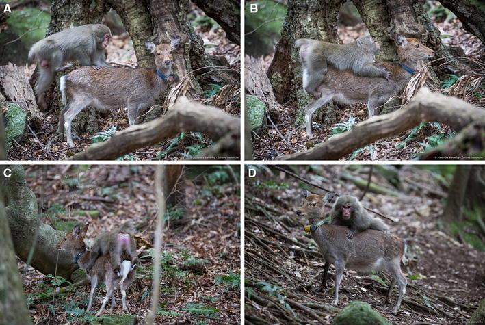 Hooray For Science! A Monkey Has Been Observed Trying To Fuck A Deer