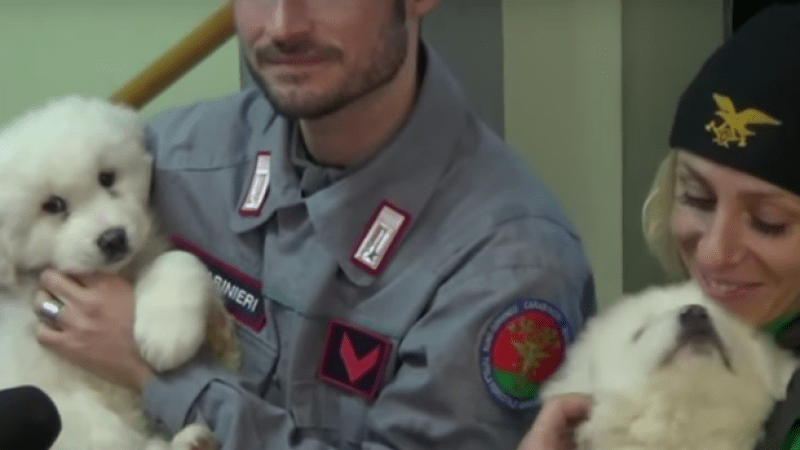 3 Heavenly Puppers Pulled From Rubble Of Italian Avalanche After 5 Days