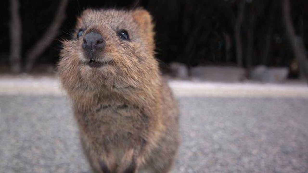 Hunt On For Oddly Clever Quokka Who Somehow Escaped Rottnest Island By Boat