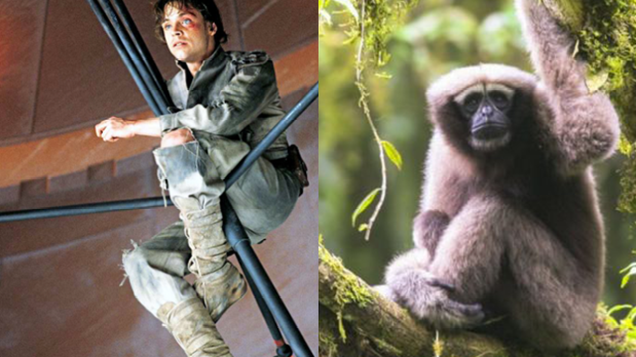 A New Primate Was Named A ‘Skywalker Gibbon’ & Mark Hamill’s Fkn Loving It