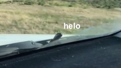 WATCH: Loose Unit Snake Cops Free Ride Through SA On The Front Of A Car