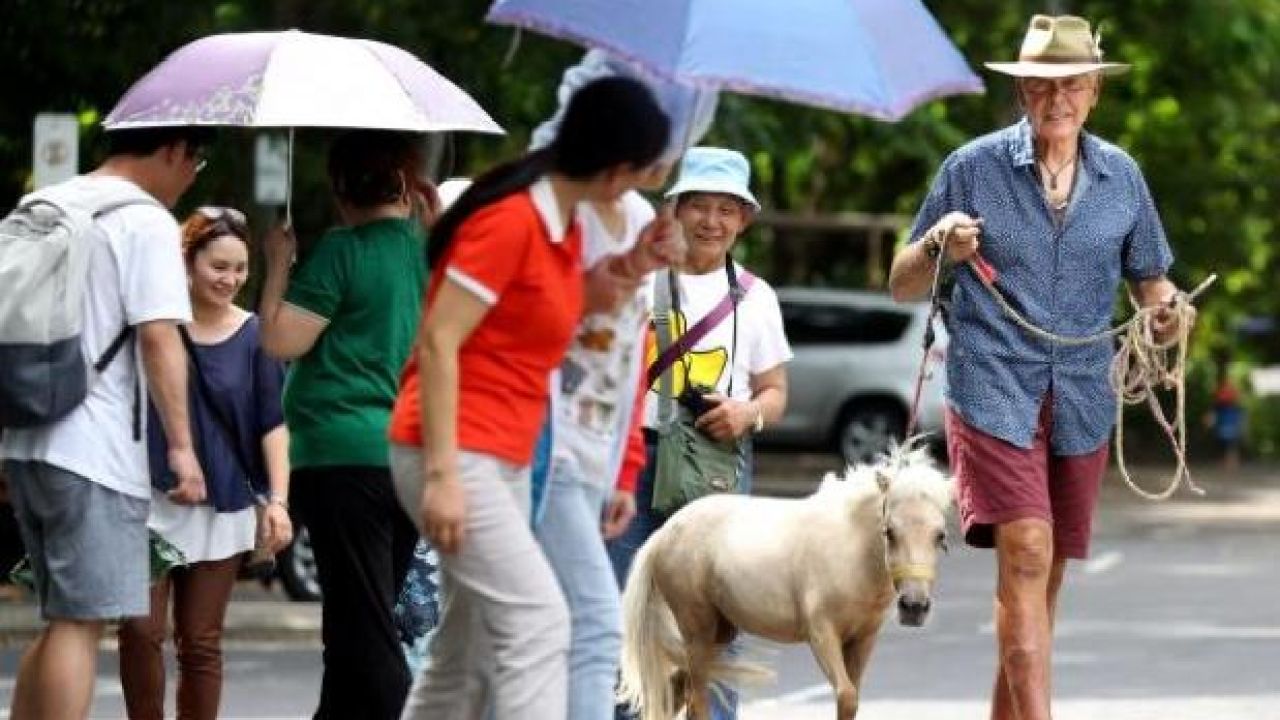 Cairns Locals Petition Council To Let Local Man Keep His Tiny Support Horse