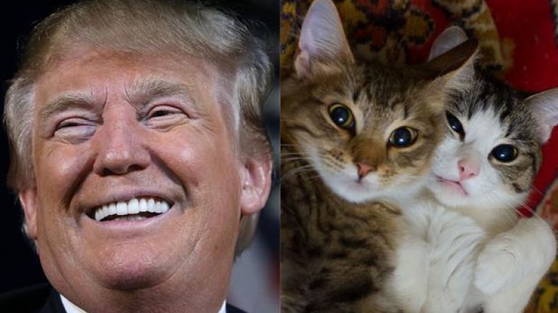 Twitter Lost Its Mind After Trump Followed & Unfollowed Cute Kitten Account