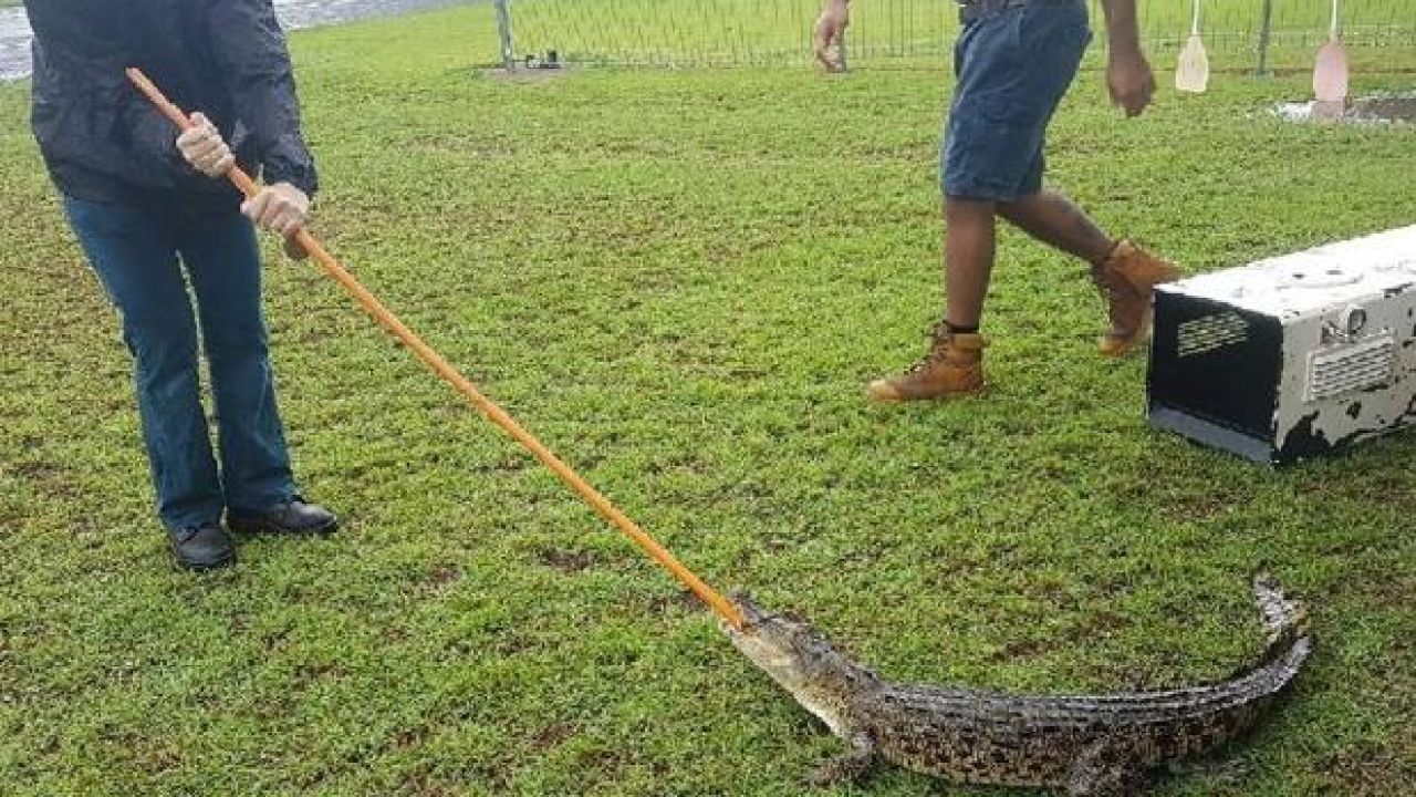 Croc Hanging Out At QLD Playground Caught In Wheelie Bin By Unfazed Locals