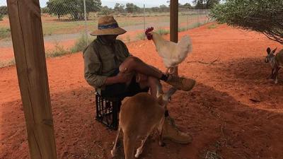 There’s A Chook In The NT Named ‘Cluck Norris’ Who Legit Thinks He’s A Roo