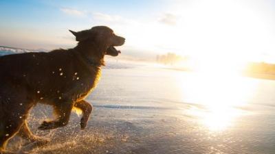 QLD RSPCA Urges Extra Heatwave Precautions After Pets’ Tragic Deaths