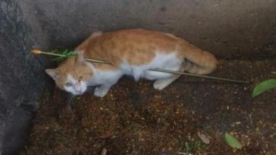 QLD RSPCA Finally Rescue The Poor Kitty Some Bastard Shot With An Arrow