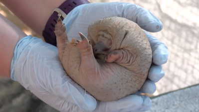 WATCH: Perth Zoo Unveils Blessed Bebe Echidna Puggle, Nearly Saves 2017