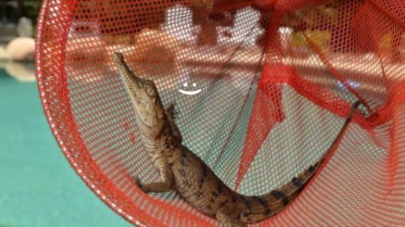 Tiny Babby Crocodile Scooped Out Of QLD Family’s Pool And Into Our Hearts