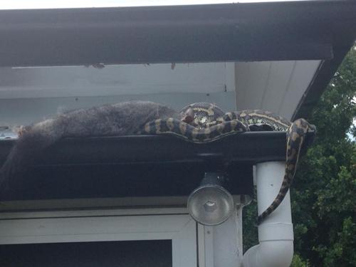 This Persistent QLD Python Scarfing A Whole Possum Is Yr Midweek Motivation