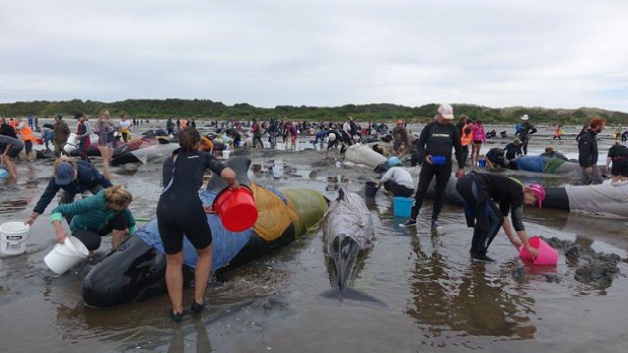 200 More Whales Swim Into NZ Bay After Yesterday’s Horrific Beaching