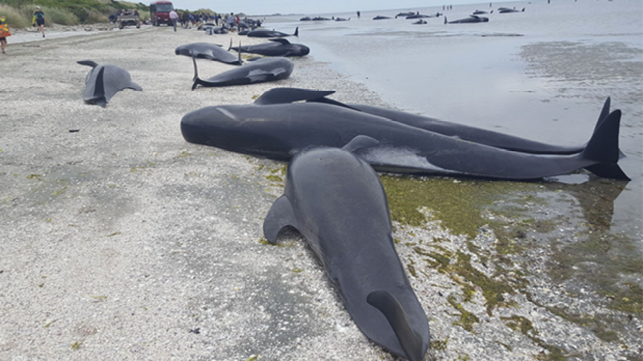 Over 400 Whales Beached Themselves In NZ Overnight & Only 100 Survived