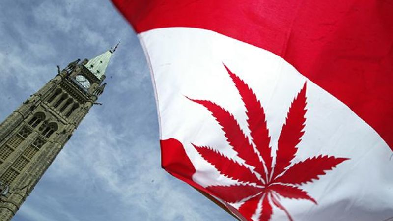 CHOOFOUNDLAND: Canada Reportedly Set To Legalise The Weed Drug By Mid-2018