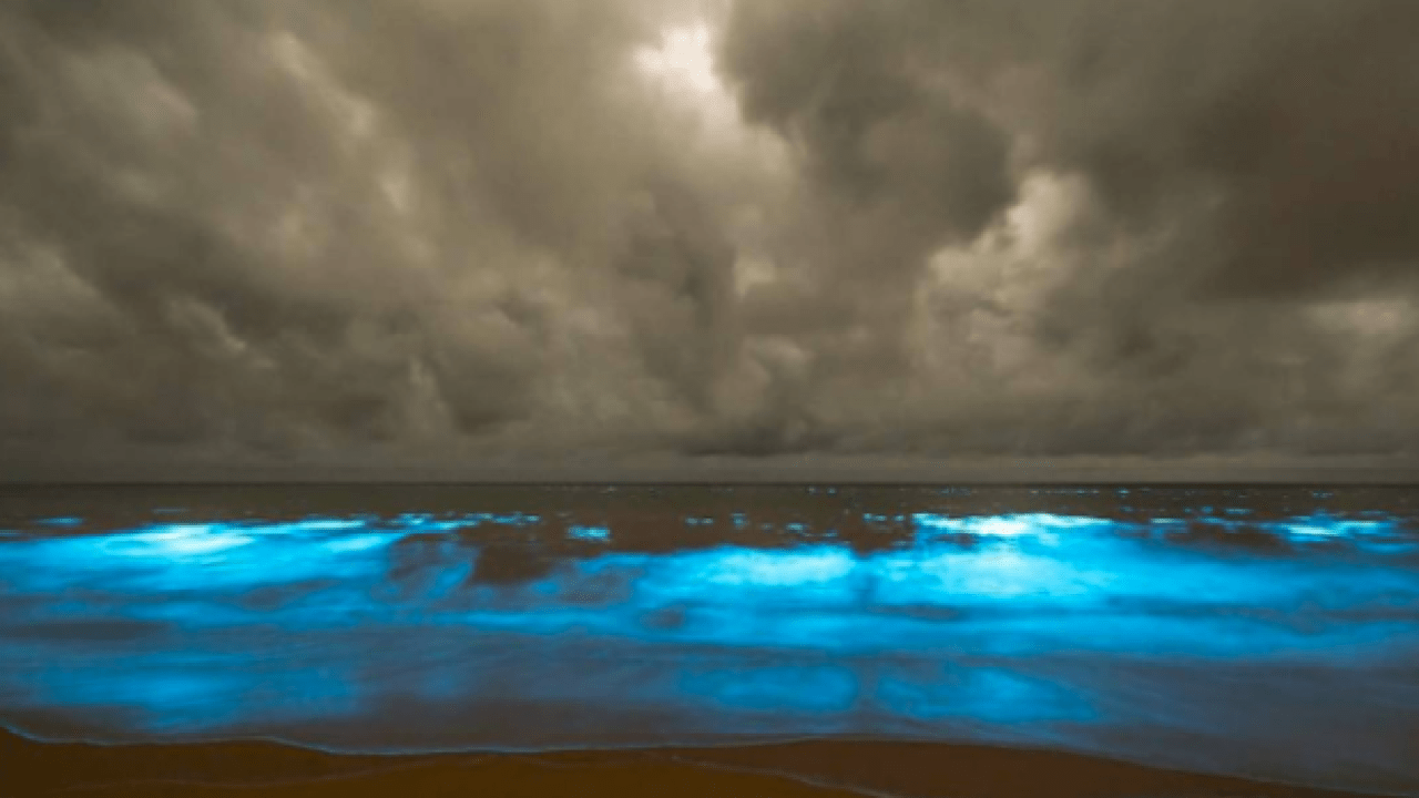 Tassie Beaches Have Been Lit Up By Some Extremely ‘Avatar’-Looking Algae
