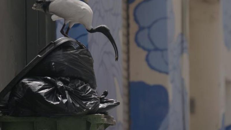 WATCH: This David Attenborough-Style Doco On Bin Chickens Is Pure Art