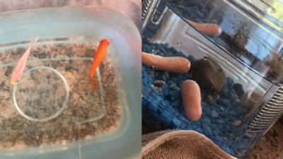 Bloke Swapped His Sister’s Goldfish For Carrots & She Still Has No Fkn Clue