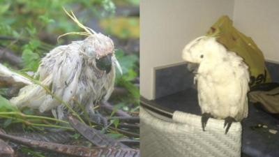 Don’t Fret, M8s: Yr Poor Cyclone-Battered Cockatoo Pal Survived The Night