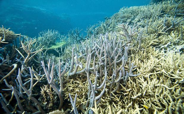 Scientists Confirm Parts Of The Great Barrier Reef Are Permanently Fucked