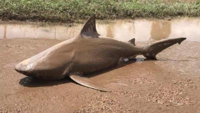 This Bull Shark Is Yr Friendly Reminder To Stay Out Of QLD Floodwaters