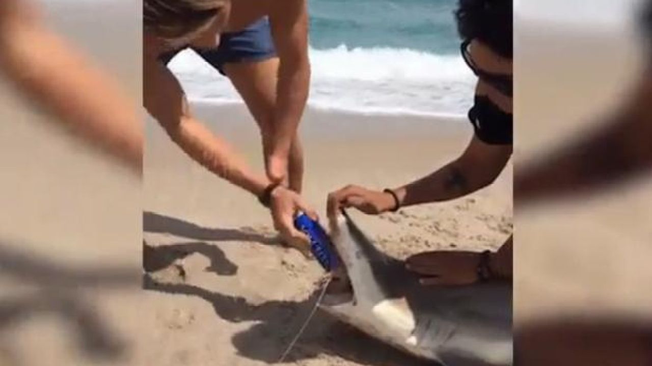 WATCH: Some Fuck-Nugget Frat Boy On Spring Break Opened His Beer W/ A Shark