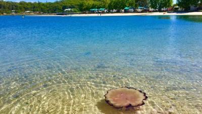 Giant Jellyfish Up To A Metre In Diameter Are Washing Up On QLD Beaches