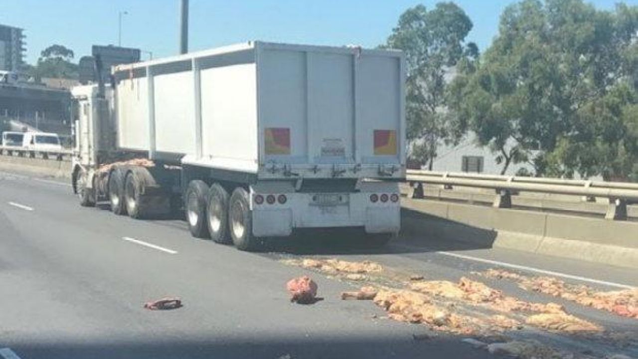 Melbs Freeway Shut After Truck Spills Its (Animal) Guts & Makes Offal Mess
