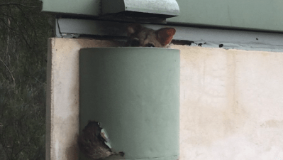 Parliament Wants Your Help Naming Their Adorable Resident Possum Friend