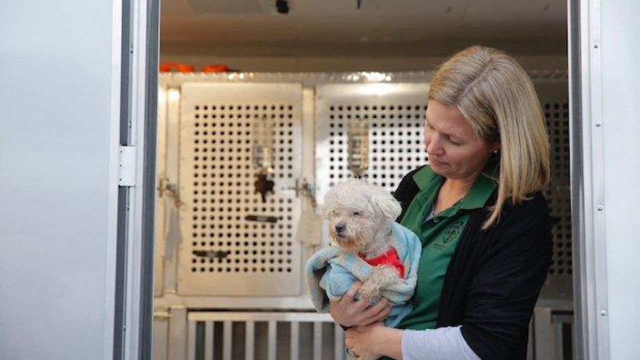 46 Sweet Doggos Fly To NYC For New Life After Rescue From Dog Meat Farm