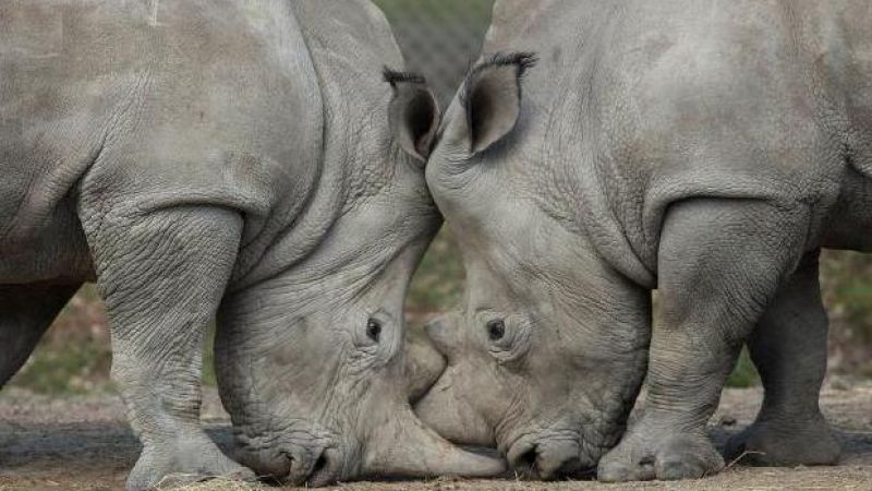 Huge Deadshits Broke Into A Zoo And Killed A Rare Rhino To Steal Its Horn