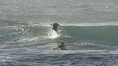 GNARLY, DUDE: Gold Coast Surfer Body Slammed By Dickhead Dolphin