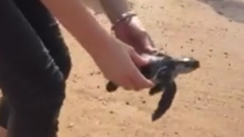 WATCH: Lil’ Turts Finally Hoof It Back To The Sea After Rehab In The NT