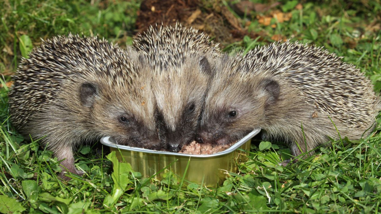 Wildlife Hospital Nobly Takes On Task Of Helping Tubby Hedgehogs Lose Weight