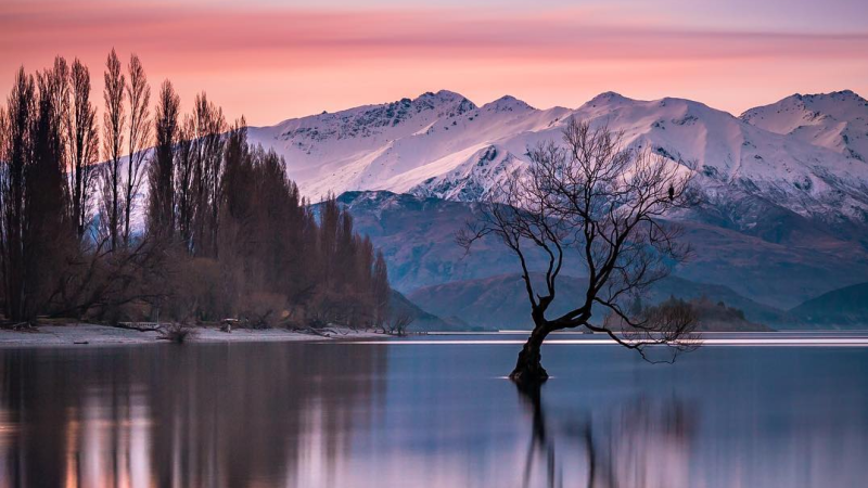 Insta Idiots Are Slowly Destroying New Zealand’s Magic Lake Wanaka Tree