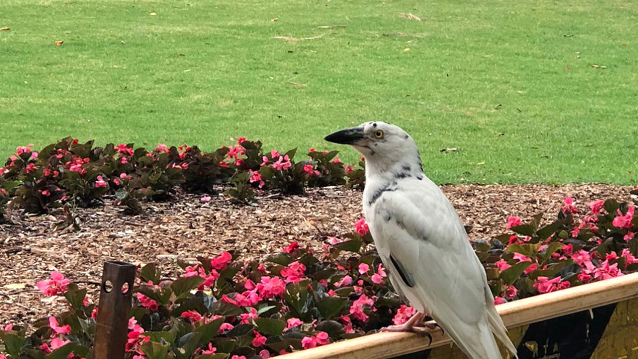 Syd’s Botanic Gardens Want You To Name This Rare Bird So Pls Don’t Cook It