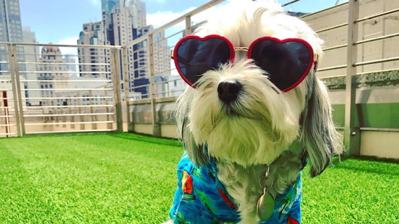 This Pet-Friendly Hotel Has A Puppy Mascot That Will Visit Your Room