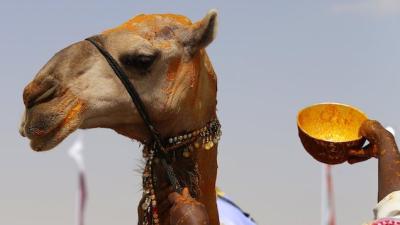 12 Camels Disqualified From Beauty Pageant For Tarting Themselves Up With Botox