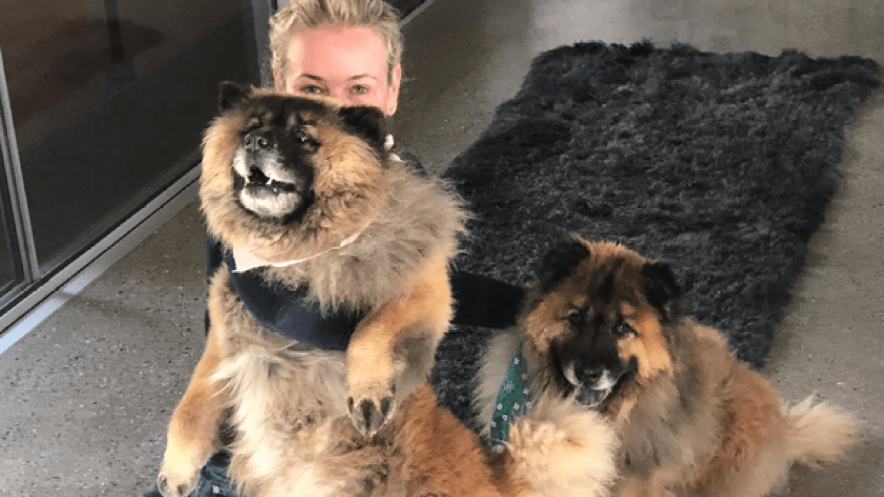 Chelsea Handler Adopts 2 V. Fluffy Chows After Losing Her #1 Pal Last Week