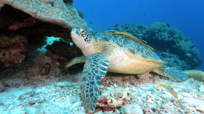 Climate Change Is Turning Our Green Turtle Population Mainly Female