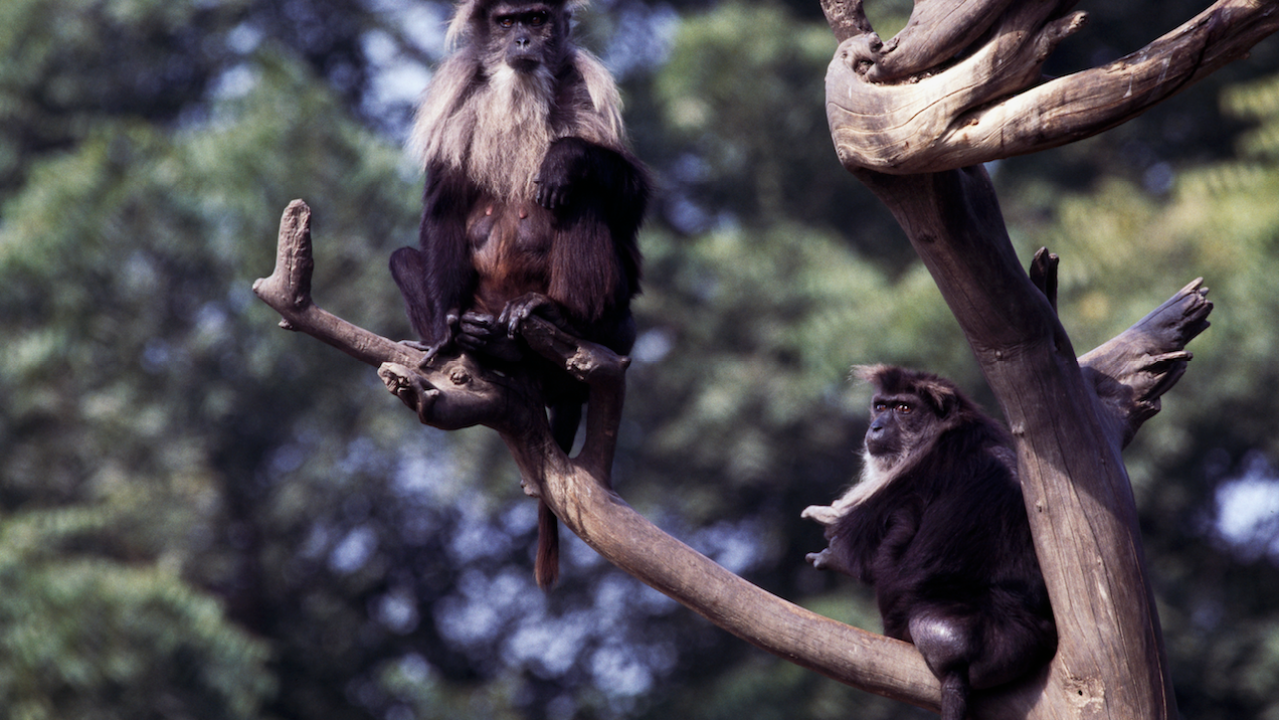 Scottish Zoo Closes For Several Days So Its Monkeys Can Grieve In Peace