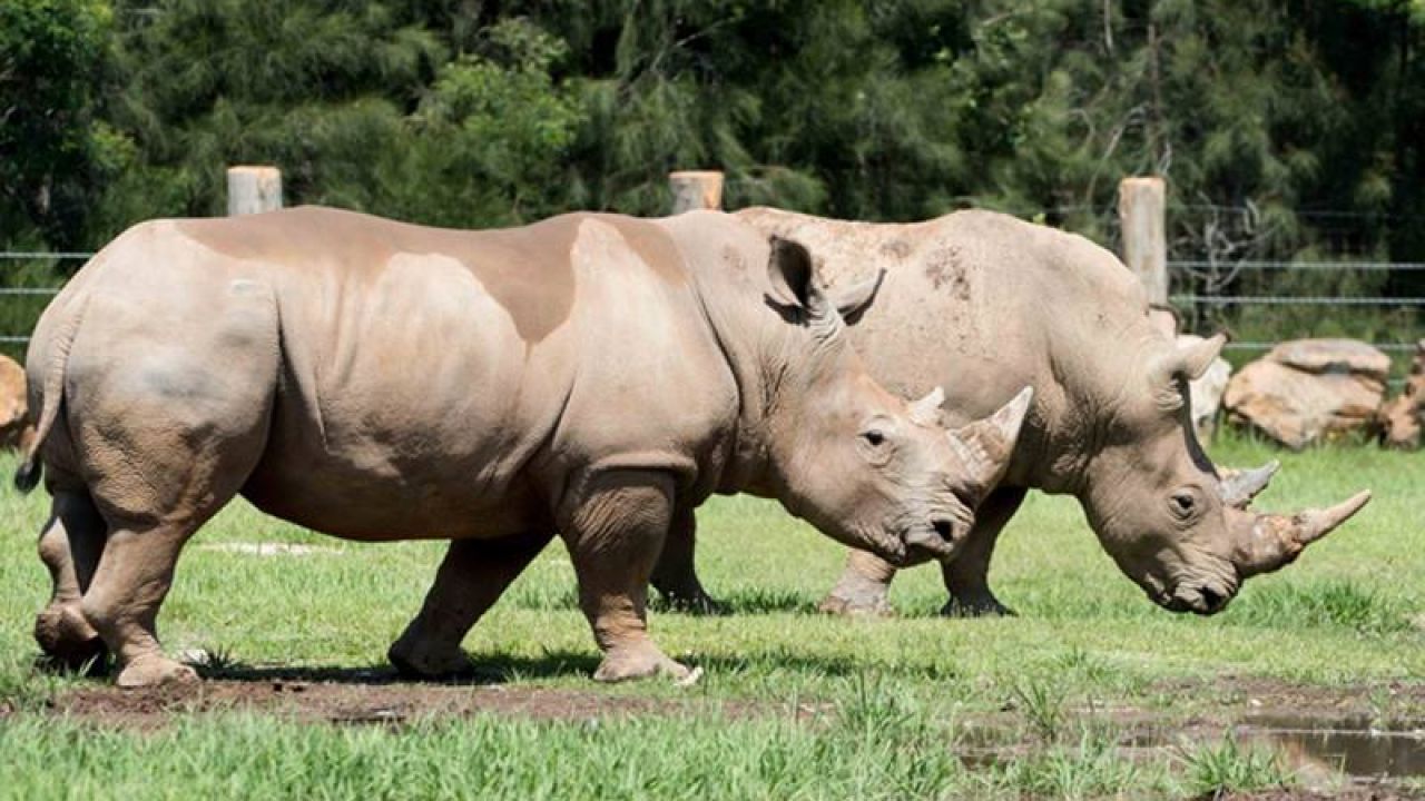 47 Y.O. Woman Airlifted To Hospital After Being Gored By Rhino At NSW Zoo