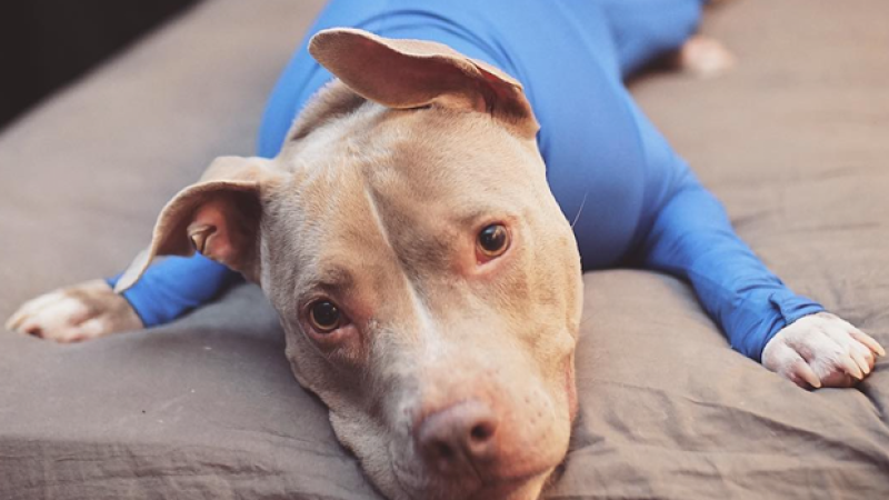 Presenting Pet Leotards, Which Can Apparently Help Furry Nervous Nellies
