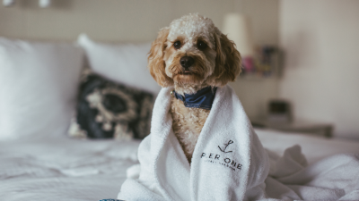 These Pet-Friendly Hotels Will Make Travelling With Yr Pup 100% More Luxe