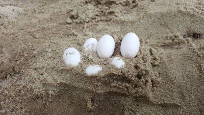 G’day, Here’s A Bunch Of Brown Snake Eggs In A NSW Primary School Sandpit